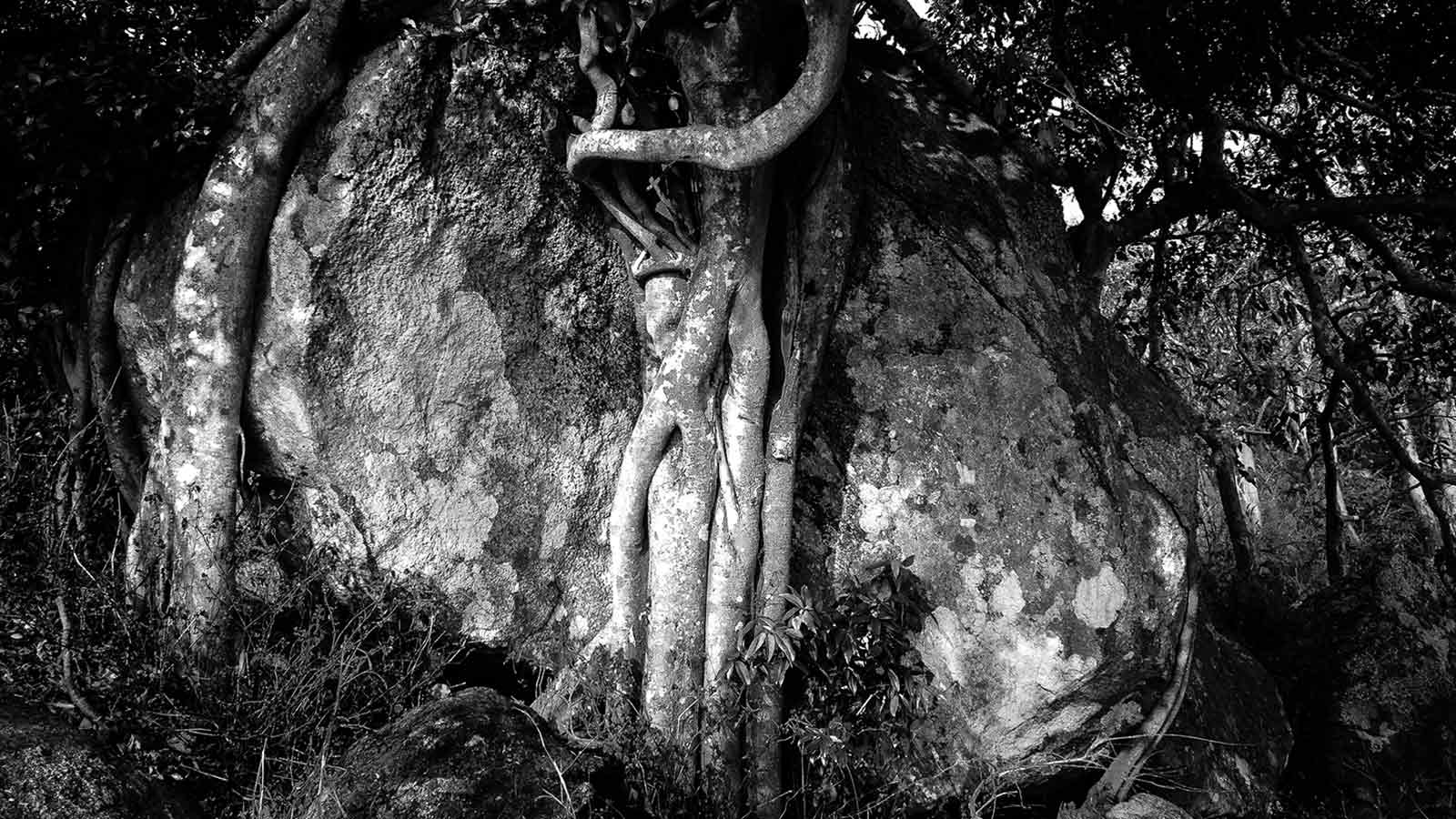 Picture of a stone and tree entertwined in Trikuti Hills, Deoghar, India