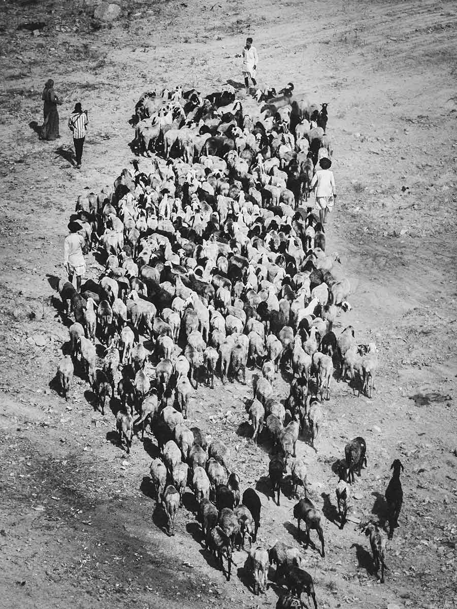 Nomads walking with a flock of sheep